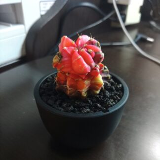 緋牡丹錦